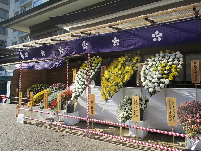 「第46回 文京菊まつり」を開催します