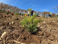 【オリックス銀行】北海道幌加内町に苗木215本を植樹