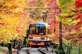 叡山電車:もみじのトンネルを走る展望列車「きらら」 叡山電車:もみじのトンネルを走る展望列車「きらら」