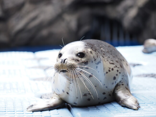 【上越市立水族博物館うみがたり】ゴマフアザラシの子獣　愛称発表！【令和６年１１月１日（金）　１３：００～１３：１０】