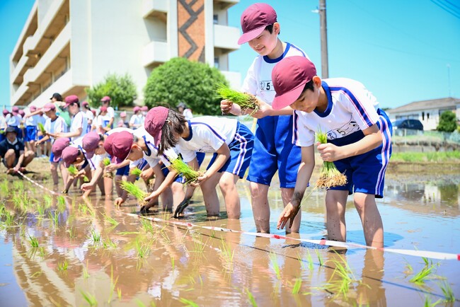 【埼玉県北本市】子どもたちが田植え・収穫したお米を、小学校の給食で提供！