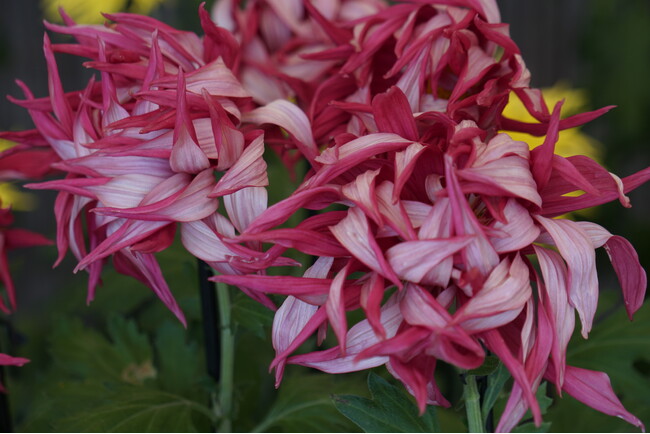 花弁の裏を見せて巻き上がり踊るように咲く「お苗菊」　江戸時代から続く菊づくり-菊花展-