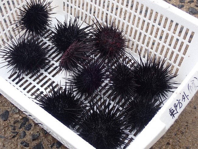 無事終了!青谷高校3年生によるウニ身入り現地調査