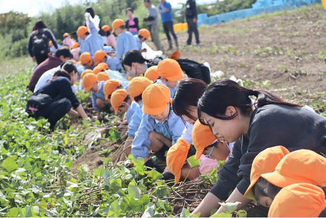 国際こども・福祉カレッジ【グループ企業コラボ授業】こどもたちとの芋掘り体験で深める保育の実践力！