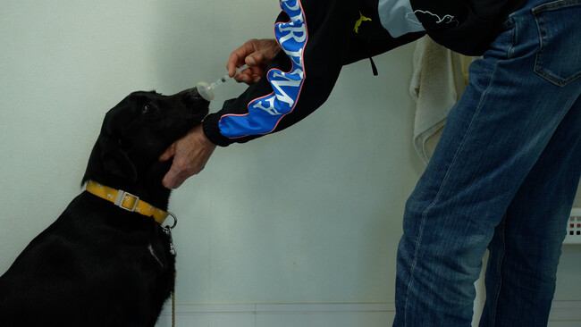 がん探知犬によるがん検査を館山市がふるさと納税の返礼品として追加！