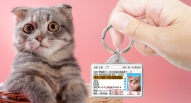 【迷子・防災対策】愛猫用の身分証明書型グッズ「愛猫免許迷子札」をリニューアル! 【迷子・防災対策】愛猫用の身分証明書型グッズ「愛猫免許迷子札」をリニューアル!
