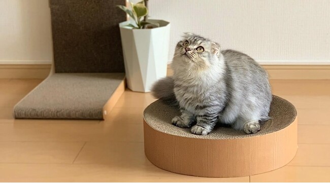 裏返して押し込むだけで、もう一度使える！コメリオリジナルブランド「ペットアミ」からエコな新商品「猫の爪とぎ 両面スクラッチ 丸型」が登場