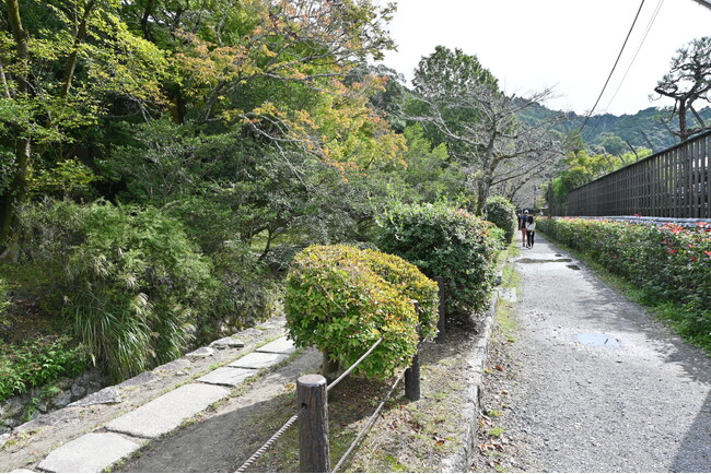 「哲学の道」の魅力を徹底紹介！「GO KYOTO」が紅葉シーズンの見どころを特集
