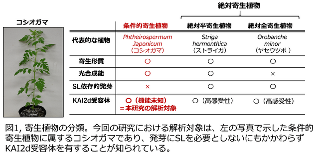 条件的根寄生雑草コシオガマにおける高感度ストリゴラクトン受容体を発見～根寄生雑草による宿主植物認識メカニズムの解明に向けた新たな一歩～明治大学農学部 瀬戸義哉准教授らの研究グループ