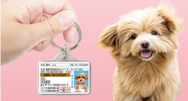 【迷子・防災対策】愛犬用の身分証明書型グッズ「愛犬免許迷子札」をリニューアル! 【迷子・防災対策】愛犬用の身分証明書型グッズ「愛犬免許迷子札」をリニューアル!