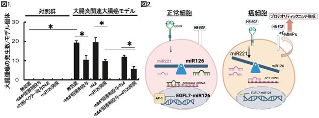慢性炎症におけるマイクロRNA動態と大腸癌ニッチ形成機構の解明