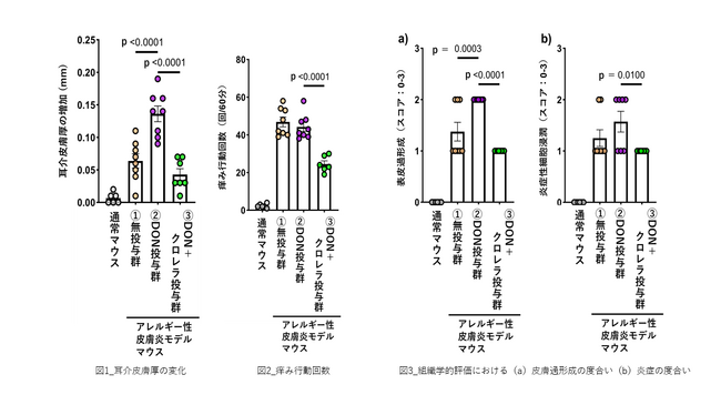 ヤエヤマクロレラの摂取が、マイコトキシンの一種であるデオキシニバレノールにより増悪する皮膚アレルギー症状を軽減する可能性を示す研究結果を確認