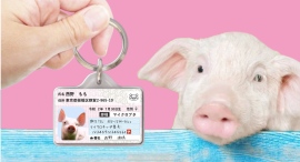 【迷子・防災対策】愛豚用IDカード型グッズ「ブタナンバー迷子札」をリニューアル! 【迷子・防災対策】愛豚用IDカード型グッズ「ブタナンバー迷子札」をリニューアル!