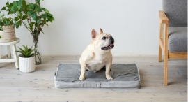 お手入れの簡単さと身体の負担を減らす高い反発力が特徴!ペット用品専門のOFT STOREで「洗えるペットマット クッションエアー」を11月1日に順次新発売 お手入れの簡単さと身体の負担を減らす高い反発力が特徴!ペット用品専門のOFT STOREで「洗えるペットマット クッションエアー」を11月1日に順次新発売