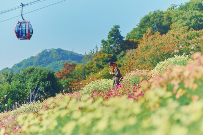 秋の人気フォトスポット、鮮やかに彩る「コスモス畑」が見ごろです。昼は一面のお花畑が、夕方には夕陽に透ける花々が演出する情緒あふれる空間に。神戸の街並み、紅葉とともに様々なロケーションが楽しめます