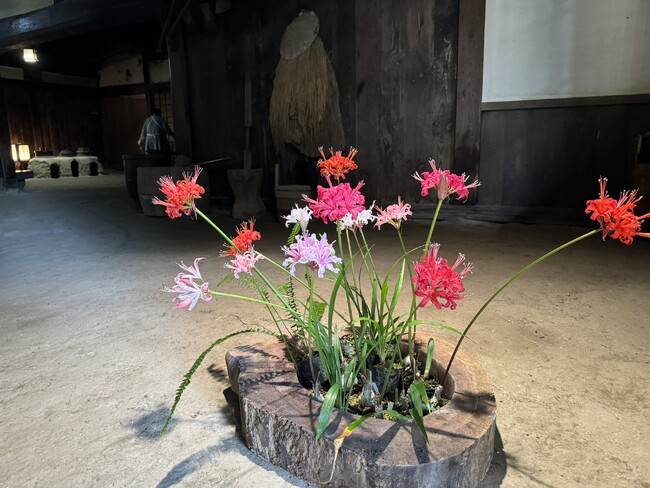 加茂荘花鳥園(静岡県掛川市):「最後のダイヤモンドリリー展」開催中
