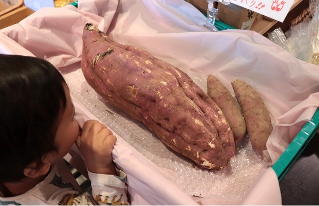 史上最大!?巨大サツマイモ収穫...気になるサイズは？道の駅に展示で子どもたちも大喜び！（福井県あわら市）