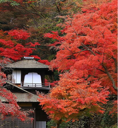 横浜・三溪園　紅葉の遊歩道開放とライトアップを開催