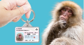 【迷子・防災対策】愛猿用IDカード型グッズ「サルナンバー迷子札」をリニューアル! 【迷子・防災対策】愛猿用IDカード型グッズ「サルナンバー迷子札」をリニューアル!
