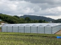 完売続出の広島ブランドミニトマト　増設ハウス完成　今シーズンは4倍の生産規模で販路拡大