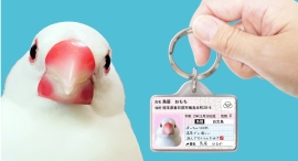 【迷子・防災対策】愛鳥用IDカード型グッズ「トリナンバー迷子札」をリニューアル! 【迷子・防災対策】愛鳥用IDカード型グッズ「トリナンバー迷子札」をリニューアル!
