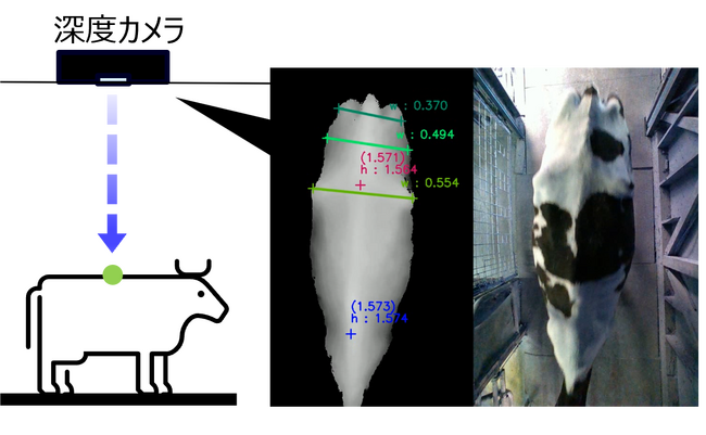 深度カメラを用いた『牛の体型指標（BCS）*評価システム』を開発
