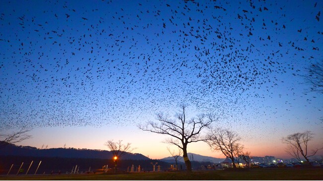 自然と人が共存する渡り鳥の楽園--蔚山南区・三湖竹林