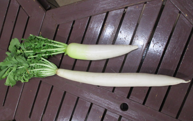 親子で収穫体験！日野市特産の漬物用大根で長くて引抜きにくい東光寺大根と青首大根を引き比べしてみませんか？