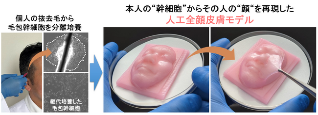 本人の“幹細胞”から本人の“顔”を再現した人工全顔皮膚モデルの作製に成功！