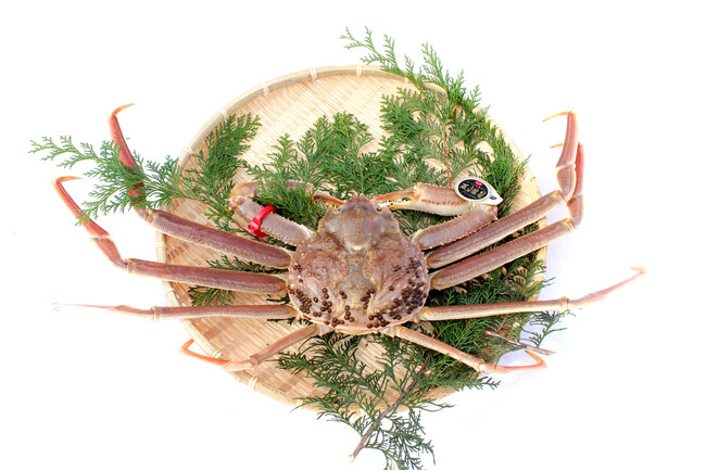 カニ水揚げ量日本一!「蟹取県」にシーズン到来11月7日 「松葉がに」初競り式 最高落札価格は150万円