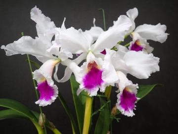 手柄山温室植物園「秋の洋ラン展」開催