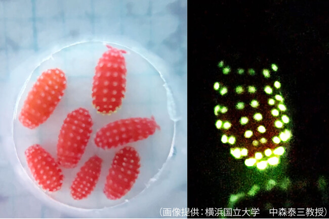 【多摩六都科学館】世界土壌デーにちなみ、発光トビムシの正体を解明したドクターによる観察教室を12月7日（土）に開催決定！