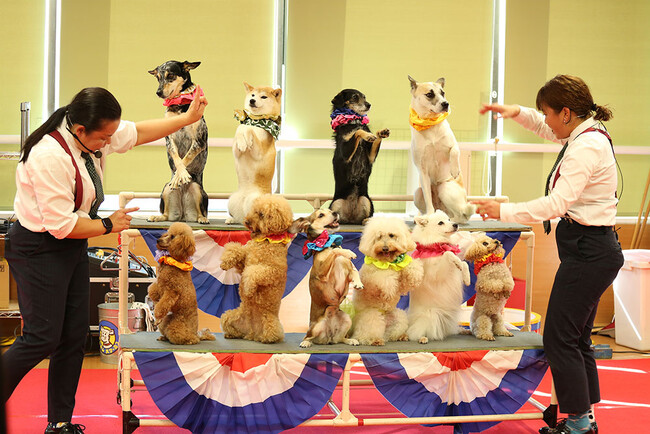 保護犬出身のワンちゃんによるサーカスショー！12月22日（日）に開催。ペット業界・動物看護に興味がある高校2年生に向けたスペシャルイベント【東京ビジネス・アカデミー】