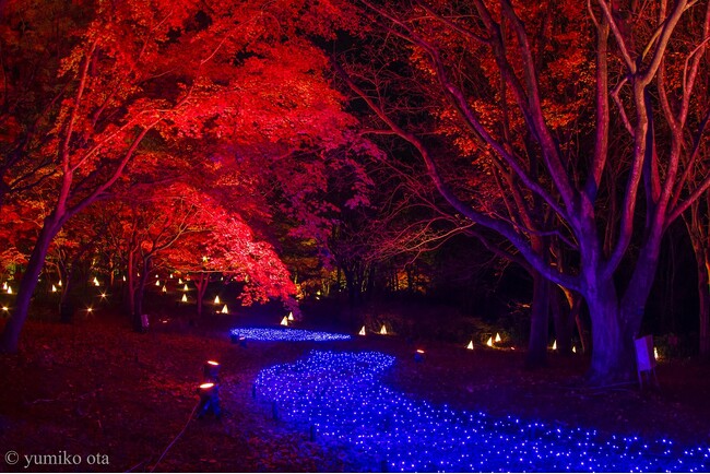 ライトアップ＆イルミネーション「紅葉見ナイト」開催します！（国営武蔵丘陵森林公園）