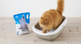 ペット用品専門ECサイトで、猫砂「ノーマルシリカゲル砂」と「pH測定可能タイプ」を11月8日に同時リリース!清潔なトイレ環境と、愛猫の健康チェックをサポート ペット用品専門ECサイトで、猫砂「ノーマルシリカゲル砂」と「pH測定可能タイプ」を11月8日に同時リリース!清潔なトイレ環境と、愛猫の健康チェックをサポート