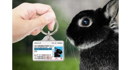 【防災対策】愛兎用身分証明書型グッズ「愛兎免許迷子札」をリニューアル! 【防災対策】愛兎用身分証明書型グッズ「愛兎免許迷子札」をリニューアル!