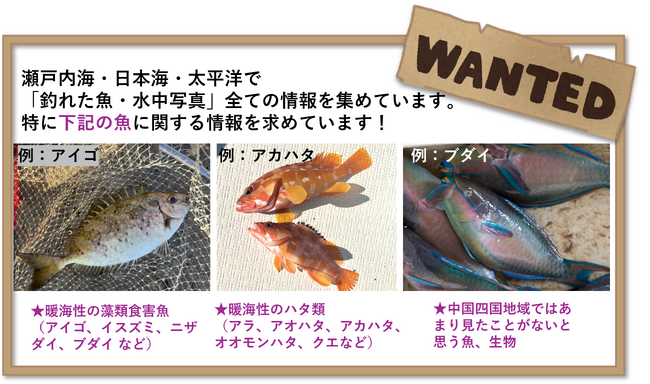 【中国四国地方】「みんなでシェアしよう」気候変動の影響かな？と思う「魚の情報」の収集にご協力ください（2025年１月末まで）