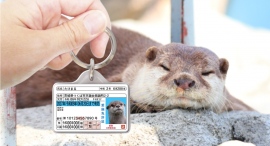 【防災対策】愛鼬用身分証明書型グッズ「愛鼬免許迷子札」をリニューアル! 【防災対策】愛鼬用身分証明書型グッズ「愛鼬免許迷子札」をリニューアル!