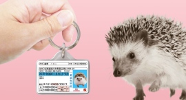 【防災対策】愛鼠用身分証明書型グッズ「愛鼠免許迷子札」をリニューアル! 【防災対策】愛鼠用身分証明書型グッズ「愛鼠免許迷子札」をリニューアル!