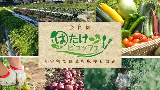 野菜採り放題サービスで農家の労働時間が半分になる「農業×サブスク」全国6県に拡大＜千葉市・相模原市・日進市・小林市オープン＞