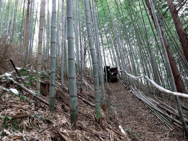 高知県須崎市特産の虎竹伐採シーズン到来！