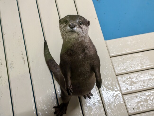 新しい仲間がやってきた！大阪生まれのコツメカワウソ『ヒノキ』が当館デビュー！