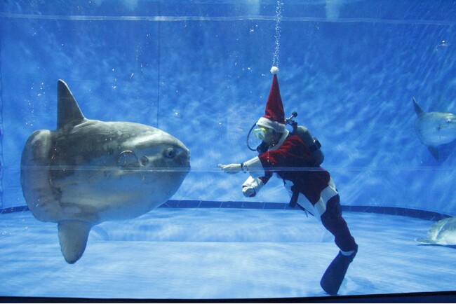 【アクアワールド茨城県大洗水族館】アクアワールド・大洗で生き物たちと楽しむクリスマス【アクアワールドクリスマス２０２４開催決定！】２０２４年１１月２３日(土)～１２月２５日(水)