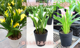 埼玉県産「カラー」 埼玉県産「カラー」