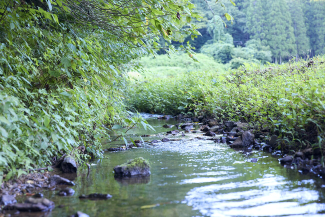 植林・育林専門ベンチャーのGREEN FORESTERSがKDDIの支援を受け、自然資本・生物多様性に配慮した森づくりを実施
