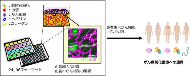 TOPPAＮホールディングス・大阪大学・がん研究会がん微小環境を体外で再現する3D細胞培養技術に関する論文が国際科学誌「Acta Biomaterialia」に掲載