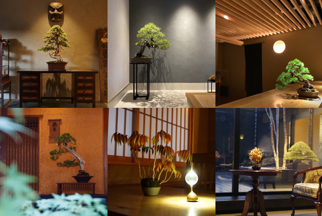 盆栽レンタルの新サービス「BONSAI LUXE（盆栽ルクス）」開始
