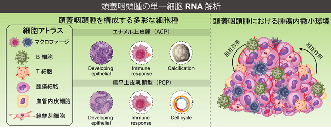 頭蓋咽頭腫における腫瘍微小環境と免疫ネットワークの分子機序の解明　～頭蓋咽頭腫の新たな治療法にむけて～