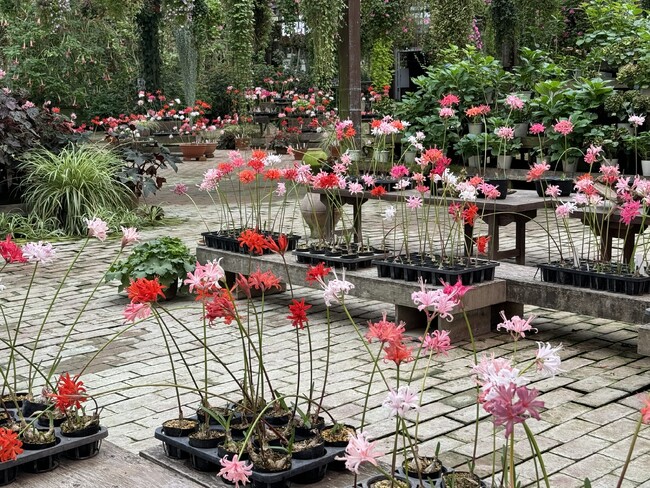加茂荘花鳥園(静岡県掛川市):「最後のダイヤモンドリリー展」見頃を迎えています