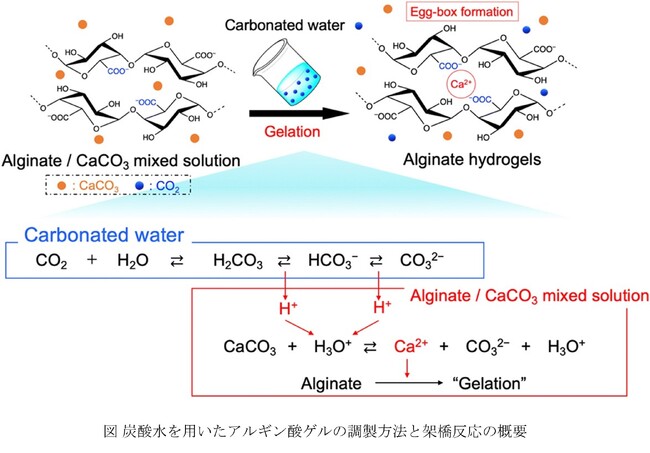 炭酸水を用いて調製したアルギン酸ゲルにおいてCO2の放出挙動が架橋度に及ぼす影響を解明 ～ゲルの物性を制御する重要知見、サステナブルな材料開発に貢献～